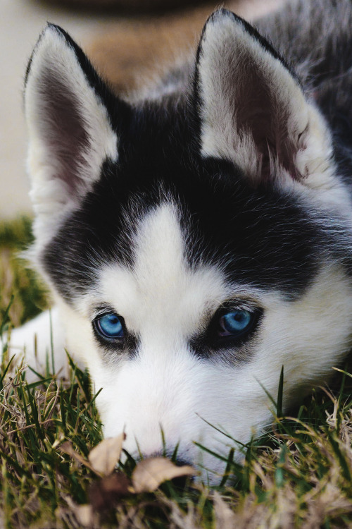 Dec 21, 2013; Remy the Siberian Husky puppy