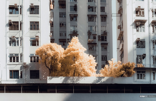 trees-urban