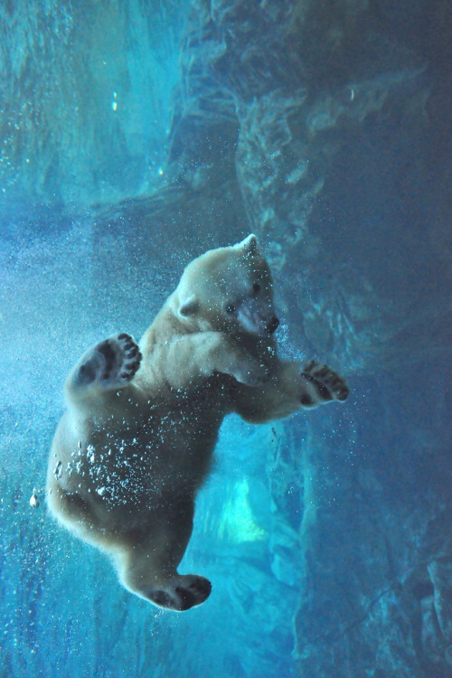 bear-underwater