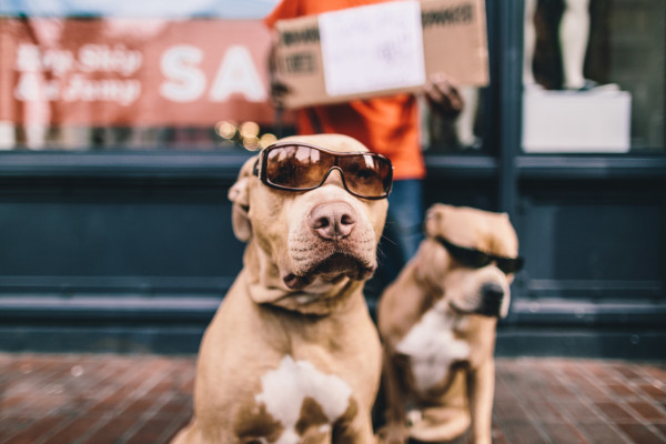 dog-with-glasses