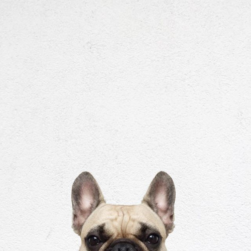 pug