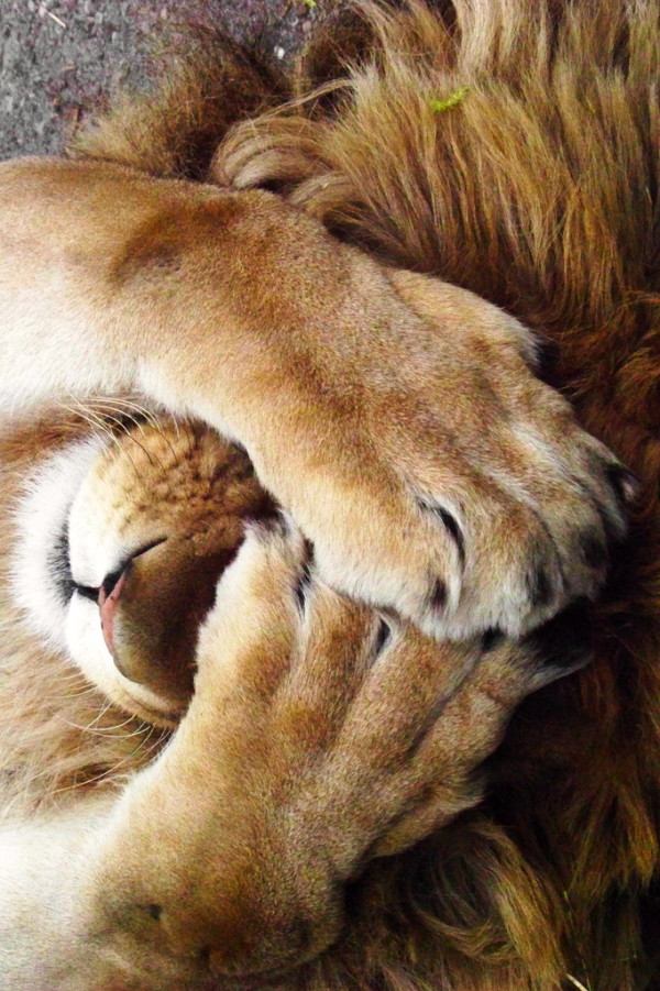 sleep-tiger