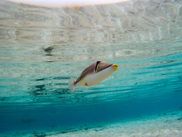 fish-underwater