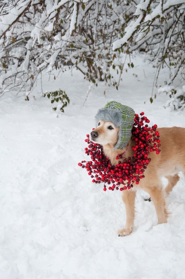 golden-retriever