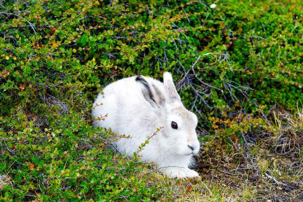 arctic-hare-rabbit-XL
