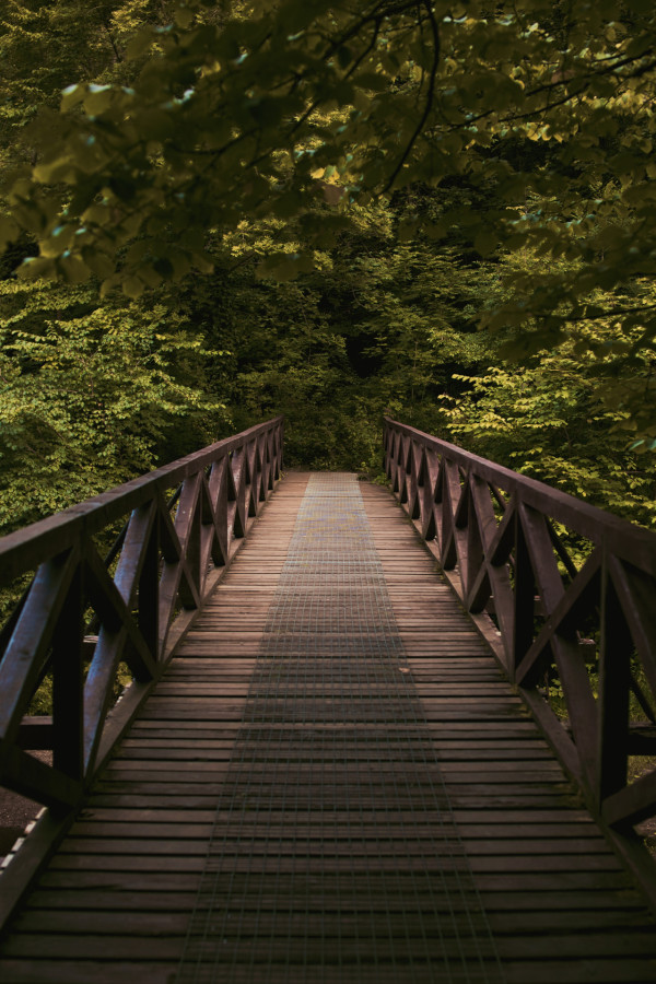 bridge-in-woods