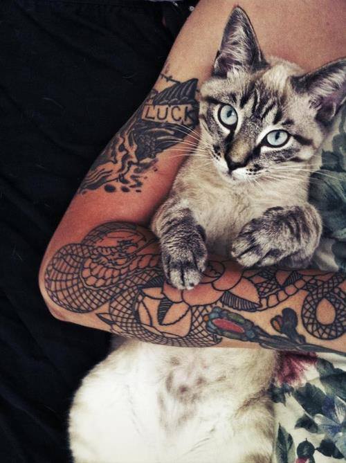 cat-tattoo