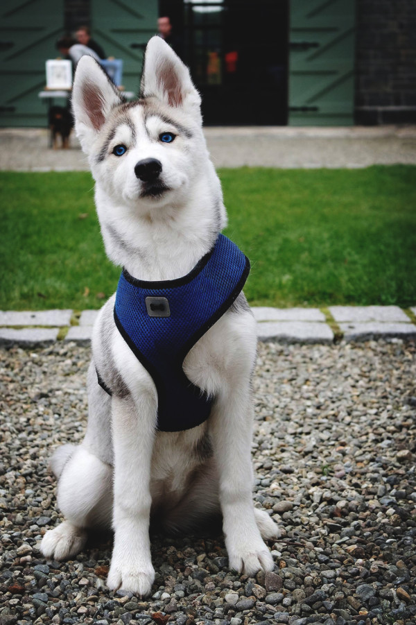 husky