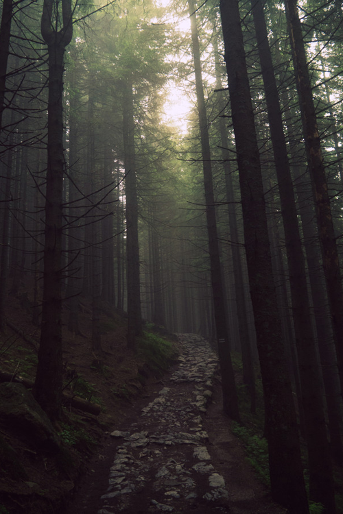 path-through-woods