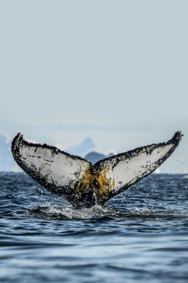 whale-tail