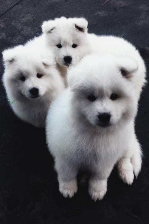 white-fluffs