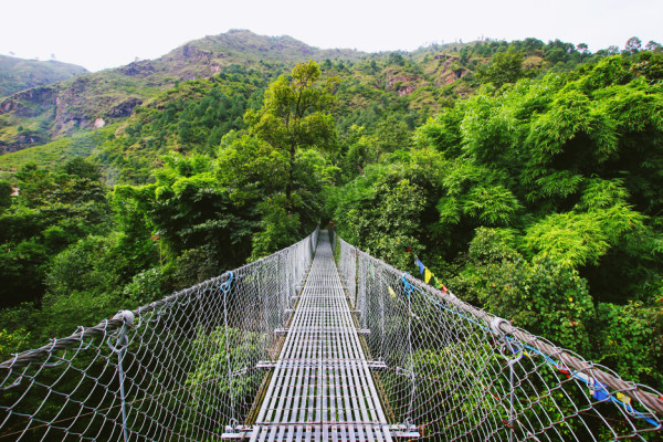 bridge-forest