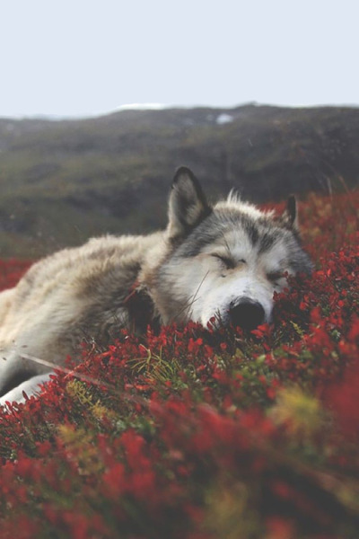 sleepy-dog