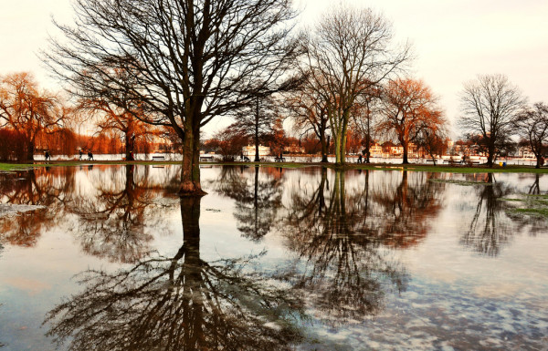 tree-reflection