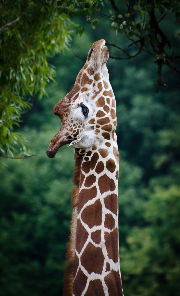 giraffe