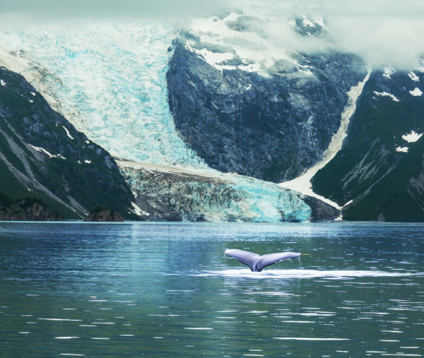 hispotioncom-alaska_whales-5703af9676904