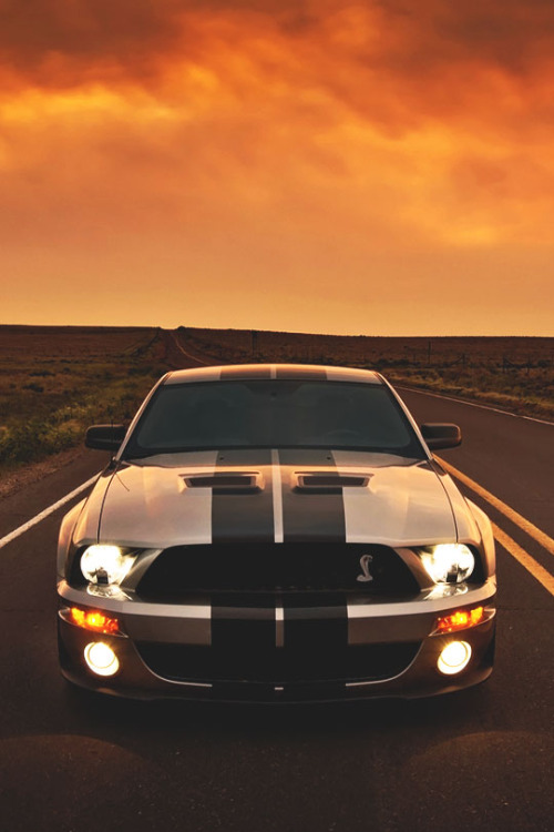 Mustang Shelby
